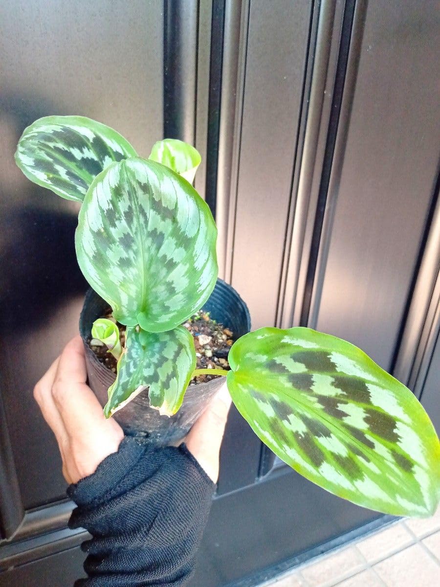 メルカリ便【ケンフェリア・シャザム var.】 メルカリ便【ケンフェリア・シャザム var.】